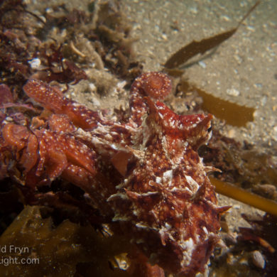 East Pacific red octopus