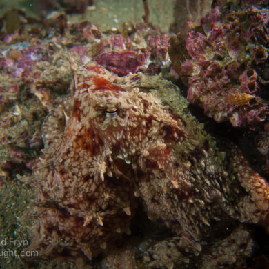 East Pacific red octopus
