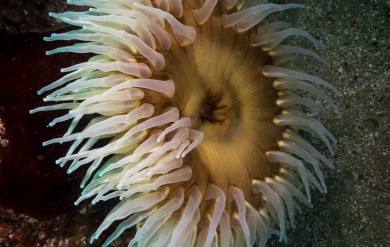 White Fish-eating Anemone