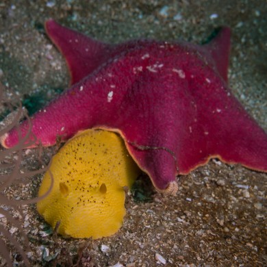 Horned Aeolid Nudibranch, Bat Sea Star