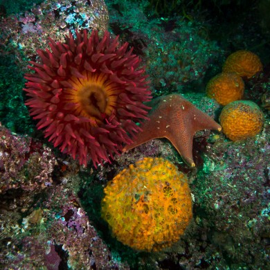 White Fish-eating Anemone, Bat Sea Star, Sponge