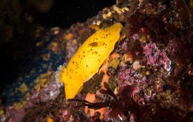 Horned Aeolid Nudibranch