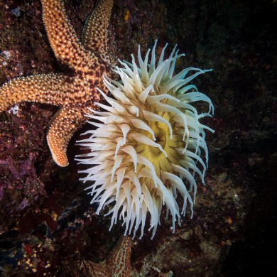 White Fish-eating Anemone, Knobby Sea Star