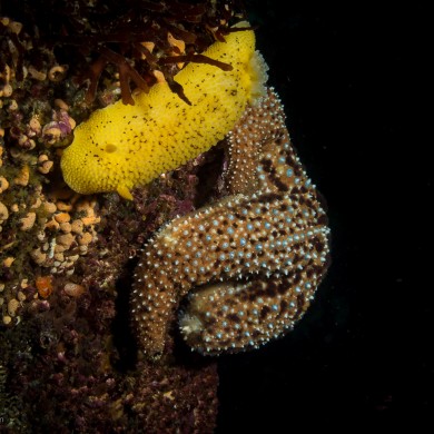 Horned Aeolid Nudibranch, Knobby Sea Star
