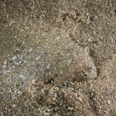 Sand Sole Fish