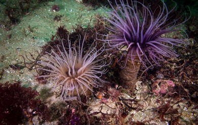 Purple and White Tube Anemone
