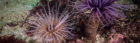 Purple and White Tube Anemone