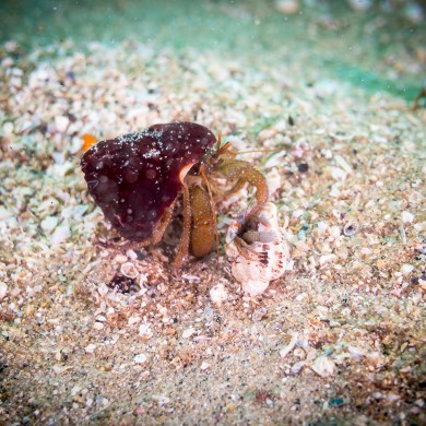 Grainy Hermit Crab
