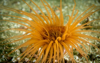 Orange Tube Anemone