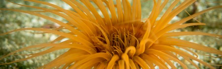 Orange Tube Anemone