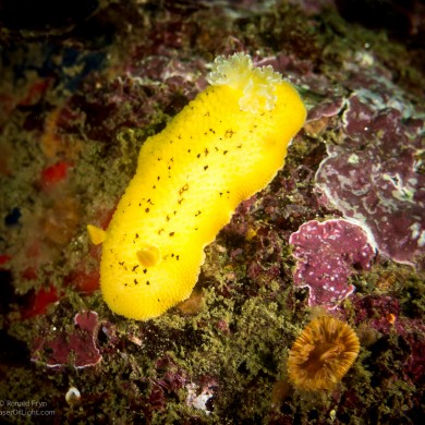 Sea Lemon Nudibranch