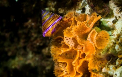 Jeweled Turban Snail, Lattice-work Bryozoan