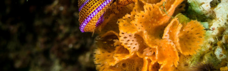 Jeweled Turban Snail, Lattice-work Bryozoan