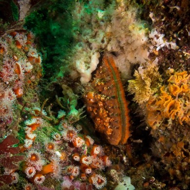 Club-Tipped Anemone, Lattice-work Bryozoan, Giant Rock Scallop, White-spotted Dorid Nudibranch