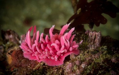 Hopkins Rose, Nudibranch,