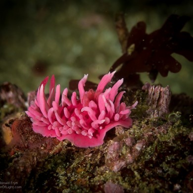 Hopkins Rose, Nudibranch,