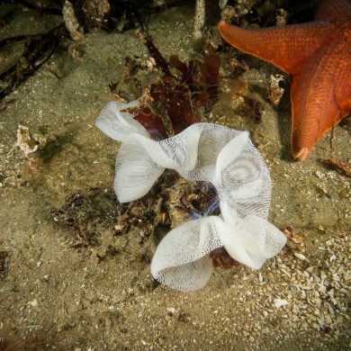 Bat Sea Star, California Pleurobranchus Eggs,