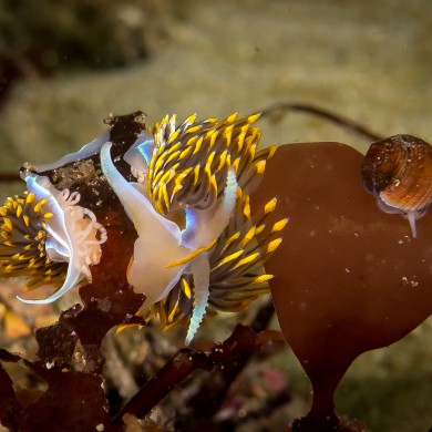 Horned Aeolid, Nudibranch,