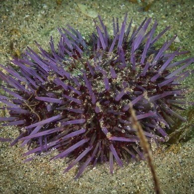Purple Sea Urchin,
