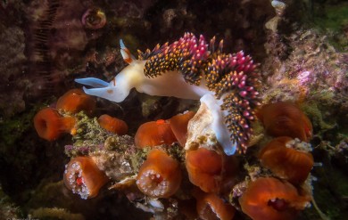 Hilton's Aeolid, Nudibranch