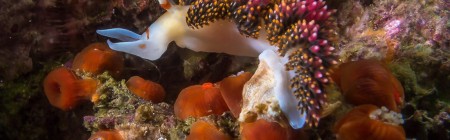 Hilton's Aeolid, Nudibranch