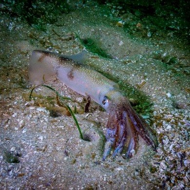 Opalescent Squid
