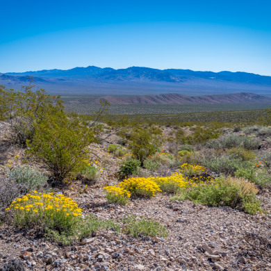 CA, Death Valley, Flowers, Last Chance Range, Places, USA